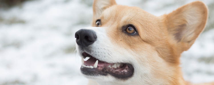 二个月大的柴犬如何喂食 日本柴犬幼犬饲养方法