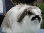 美种费斯垂耳兔的品貌特征