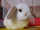 荷兰垂耳兔的特征类型及体重